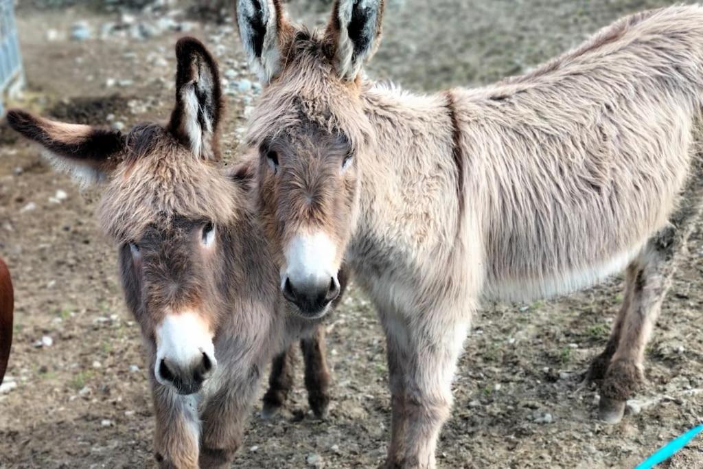 Appartamento Di Montagna Lo Grop Chambave Eksteriør billede